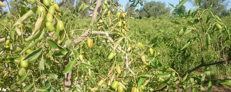 枣树种子种植方法，附组培培养方法（枣树种植技术与培养）