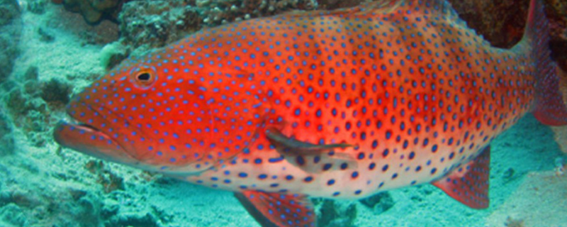 紅色的海魚叫什么，海魚和淡水魚有什么不同