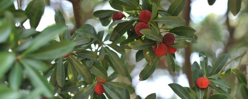 杨梅是常绿还是落叶植物，怎么种（杨梅是常绿还是落叶植物,怎么种的）