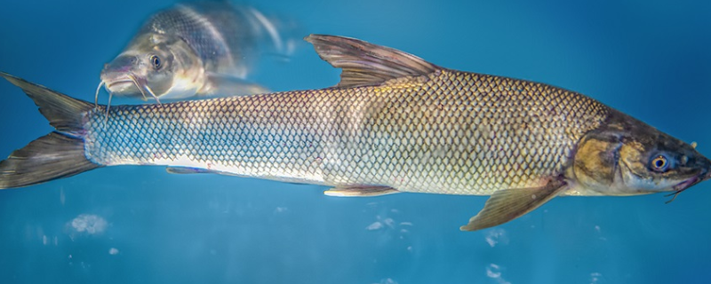 水鱈魚和銀鱈魚有什么不同，鱈魚的產(chǎn)地在哪里