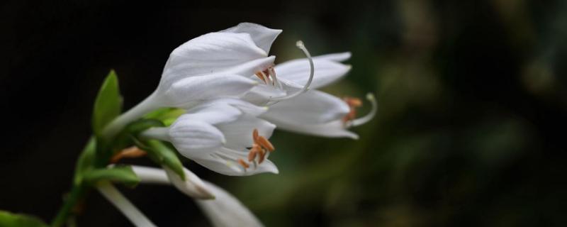 玉簪花种子价格，附种植方法 玉簪花苗如何种植