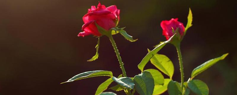 玫瑰花花期，如何養(yǎng)護(hù)以及花束保存（花束玫瑰花怎么保存）