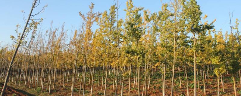 銀杏樹種植技術(shù)，需根據(jù)所在地區(qū)確定種植時(shí)間