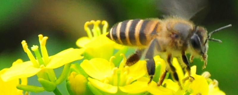 蜜蜂白垩病（蜜蜂白垩病怎样治）