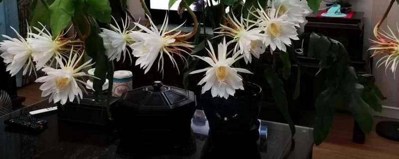 盆栽昙花怎么养才好 昙花用什么盆栽好