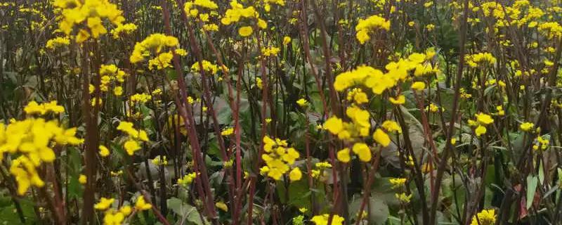 紅菜苔栽培技術(shù)，管理方法 紅菜苔的種植技術(shù)