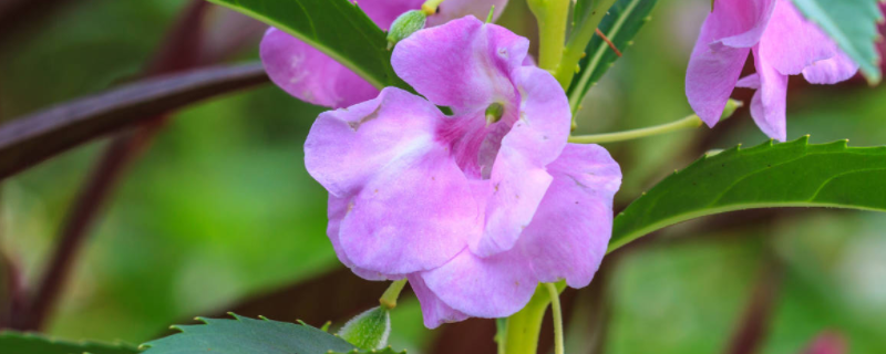 茶花鳳仙花的種植方法，茶花鳳仙介紹