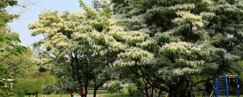 流苏树嫁接桂花方法与流程介绍 流苏能嫁接桂花树吗