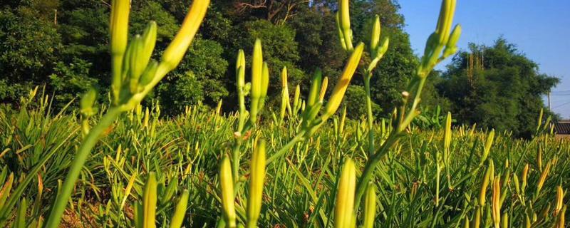 金針菜又叫什么，附其種植時(shí)間（金針菜什么時(shí)候開花）