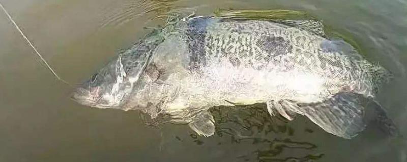 釣鱖魚有哪些技巧（釣鱖魚有哪些技巧視頻）