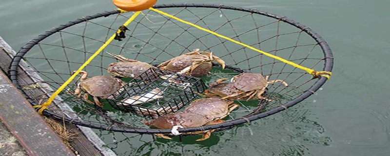 釣螃蟹用什么餌料？附常用的釣魚(yú)方法