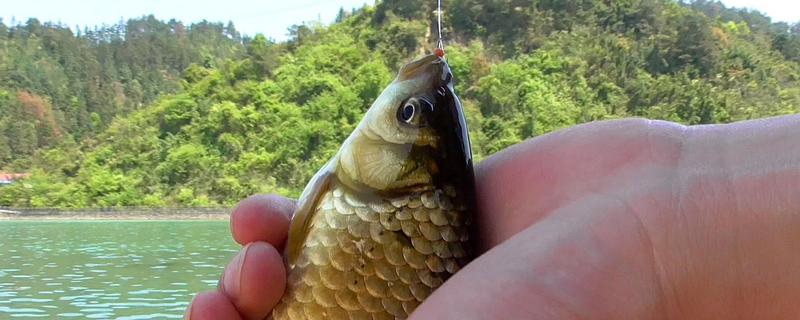 夏天釣鯽魚用什么小藥 秋冬季釣鯽魚用什么小藥最好