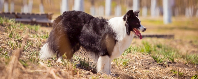 邊境牧羊犬拉肚子怎么辦 邊境牧羊犬拉肚子怎么辦啊