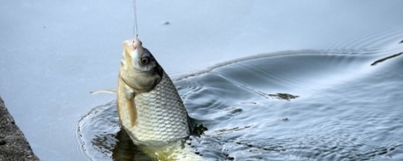 春天如何野釣大鯽魚，附春天釣鯽魚實用技巧