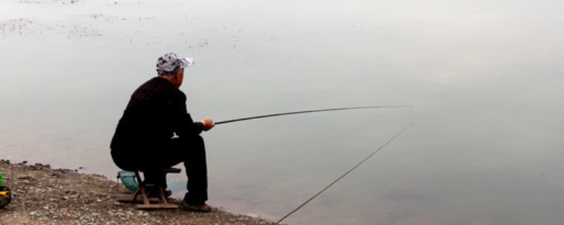 水庫釣鯽魚選什么位置，水草區(qū)、網(wǎng)箱下、鏵尖等區(qū)域均可