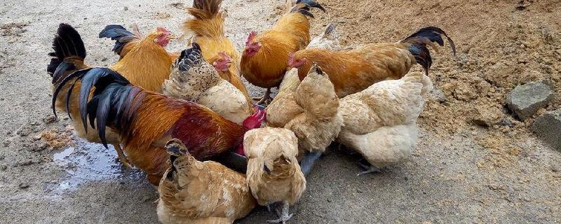 雞飼料添加劑怎么用 雞飼料添加劑怎么用視頻