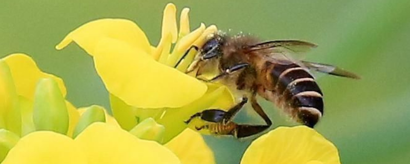 家里來蜜蜂是什么預(yù)兆，附防止蜂蟄 早上起來被蜜蜂蟄是什么預(yù)兆