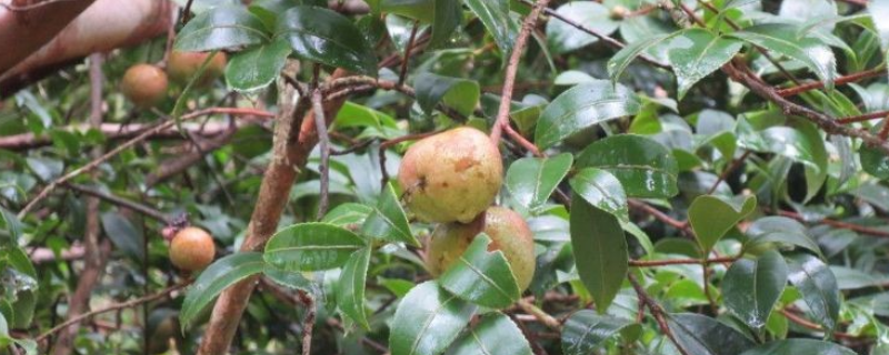 茶油，附生长条件及茶油产业（茶油种植的条件 地理）