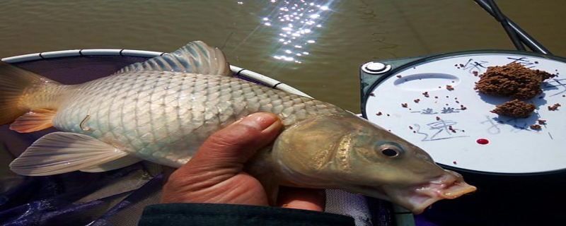 釣鯉魚(yú)小藥哪種最好 鯉魚(yú)用什么小藥好釣