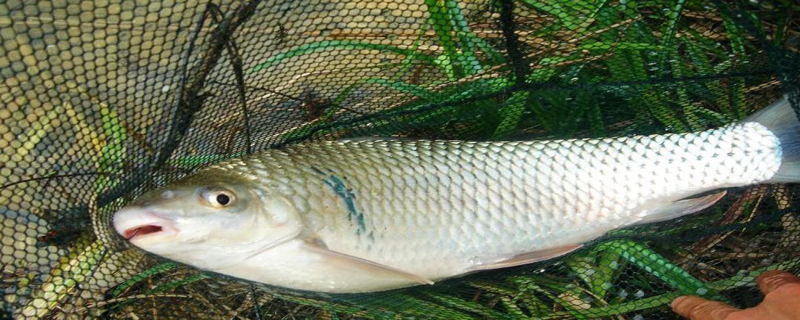 釣鯪魚用什么打窩 釣鯪魚用什么打窩效果最好