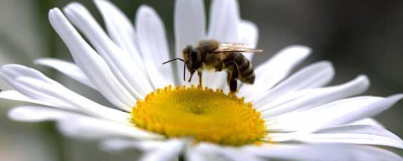 蜜蜂釀蜜過程是怎樣的，詳細(xì)介紹（蜜蜂釀蜜的過程和步驟）