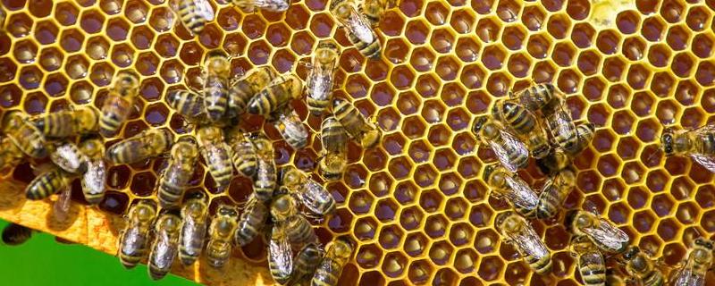 我国养有多少群中蜂，分布在哪里 我国人工饲养蜂群数量