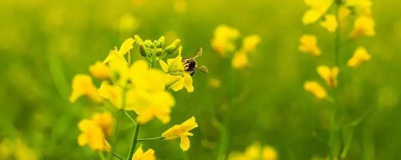 油菜花什么時(shí)候開花，附地理分布 油菜開花時(shí)間分布圖