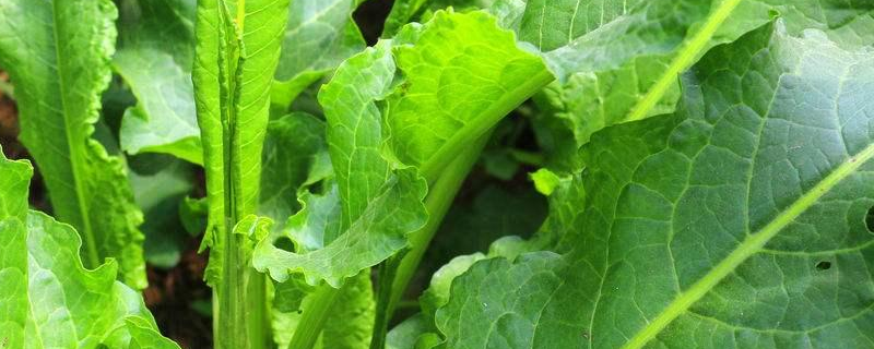 野菠菜是什么植物 野菠菜百科