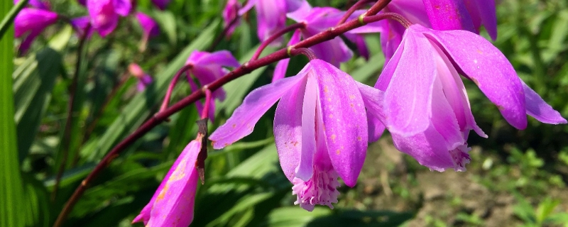 白芨種植基地在哪里（哪里有白芨種植基地）