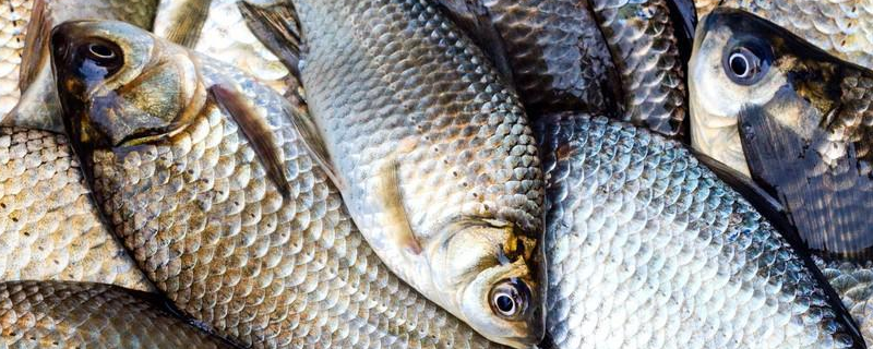 鯽魚一年繁殖幾次（鯽魚一年繁殖幾次最好）