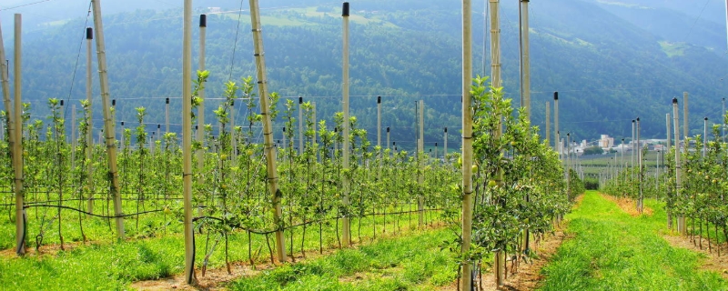 什么是种植园农业 种植园农业主要分布在哪里