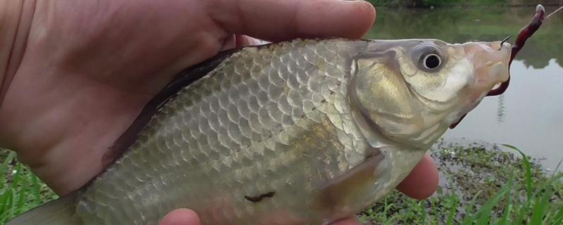 釣鯽魚用什么線組（釣鯽魚用什么線組搭配）