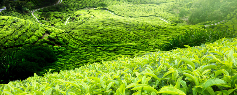 春季茶園管理抓六招促春茶增效，具體怎么實施