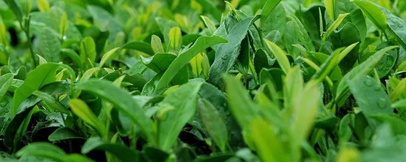 茶餅病的防治技術(shù)，危害癥狀有哪些 茶餅病的防治方法