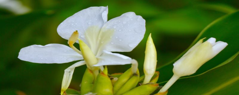 姜花有毒嗎，可以養(yǎng)在家里嗎 家里養(yǎng)姜花有忌諱嗎