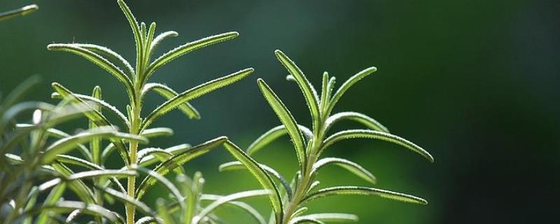 適合在室內(nèi)養(yǎng)殖的驅(qū)蚊植物有哪些（適合室內(nèi)種植的驅(qū)蚊植物）