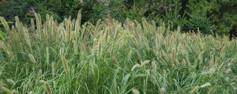 狼尾草和狗尾草的区别，科属、形态、习性与分布的区别