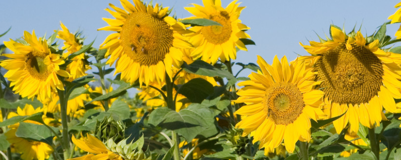 向日葵什么時候開花 向日葵什么時候開花? 一天之內(nèi)