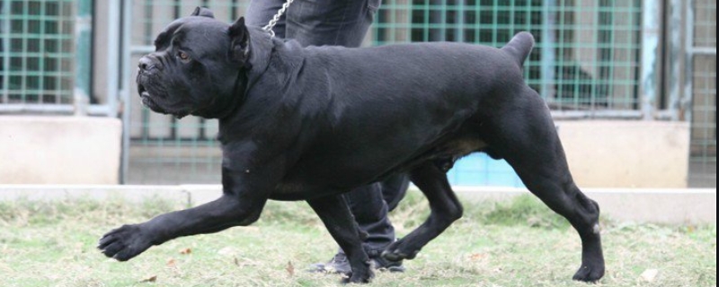 卡斯罗犬怎样训练 卡斯罗犬怎样训练咬狗凶