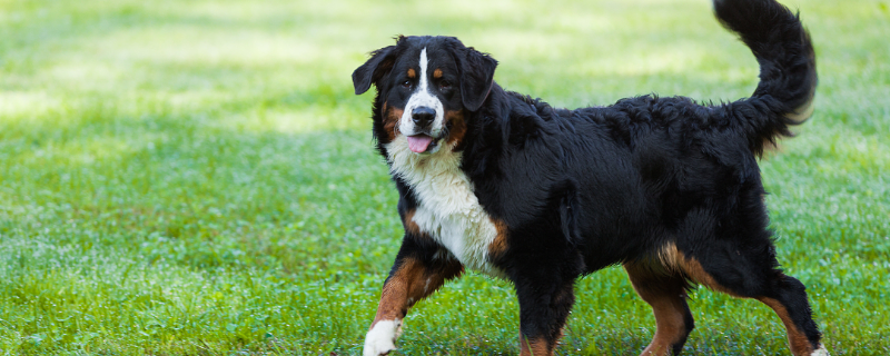 伯恩山犬的智商多高（伯恩山犬智商排名多少?）