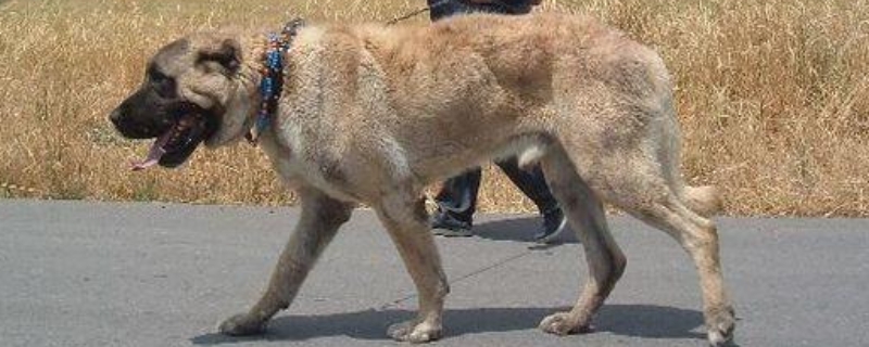 坎高犬和藏獒谁历害 坎高犬和库达犬谁厉害