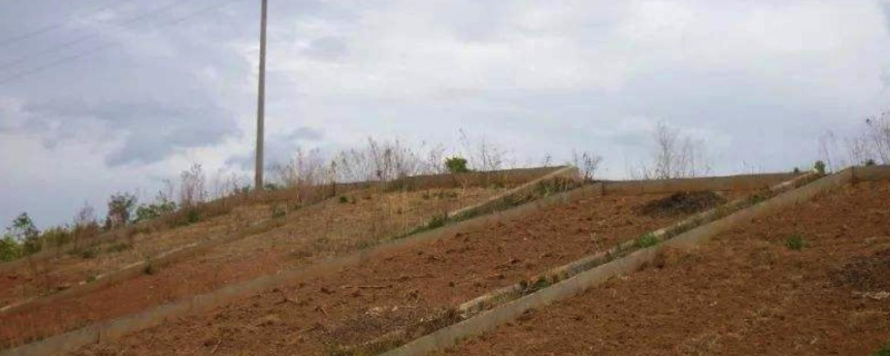 在我国哪些地区分布有荒漠土，荒漠土有什么适合种植的