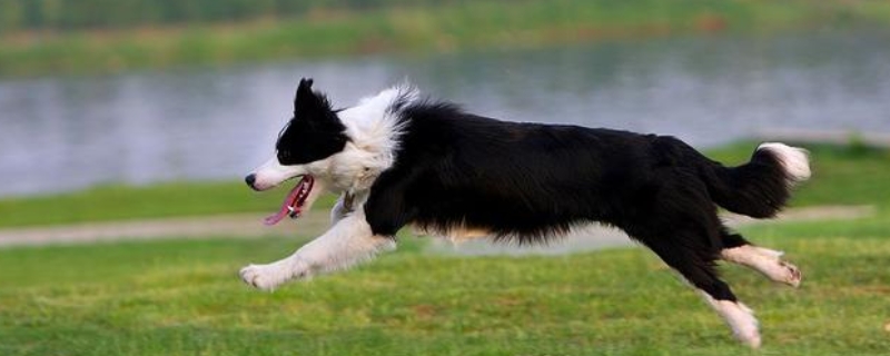 边境牧羊犬吃什么狗粮（边境牧羊犬吃什么狗粮最好）