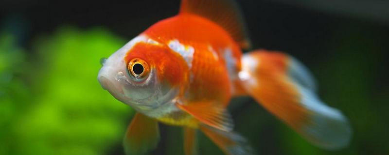 金魚幾天換一次水 養(yǎng)小金魚幾天換一次水