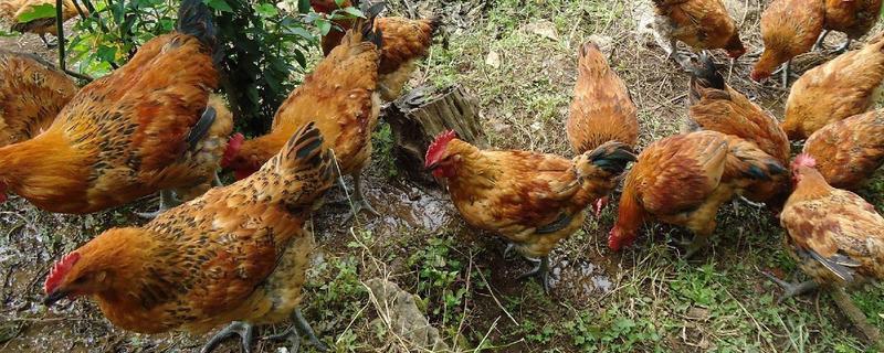 肉雞各階段飼料配方，附注意事項(xiàng) 肉雞不同階段的飼料配方