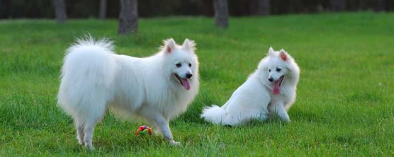 银狐犬怎么养才好（银狐犬怎么养,才会越养越好）