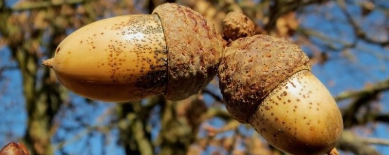 榛子树种植几年结果，附生长习性 榛子树种植时间