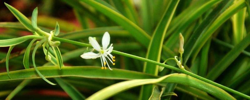 吊蘭什么時候開花（油畫吊蘭什么時候開花）