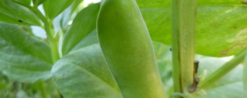 蚕豆种子价格及种植方法，附种植条件