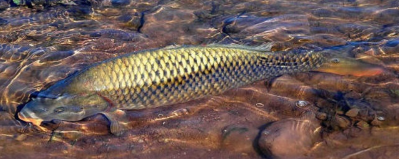 野釣鯉魚怎么調(diào)漂最好（野釣鯉魚怎樣調(diào)漂最好）